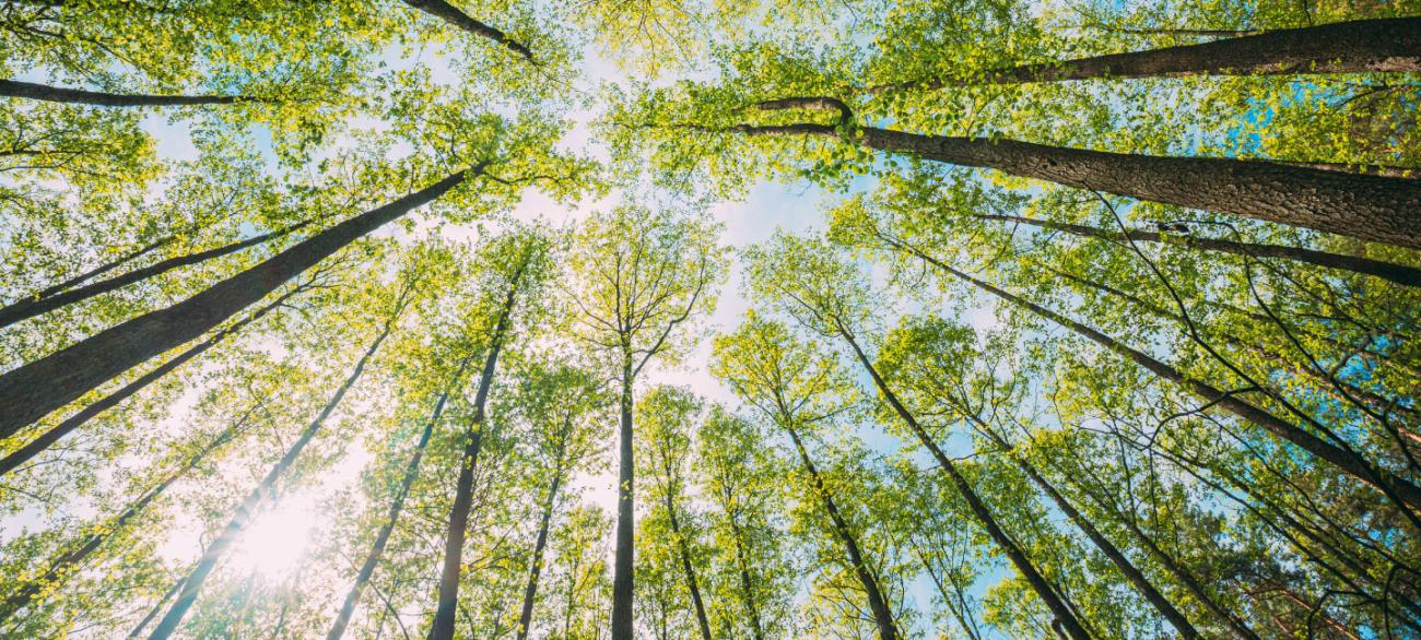 Looking up at trees