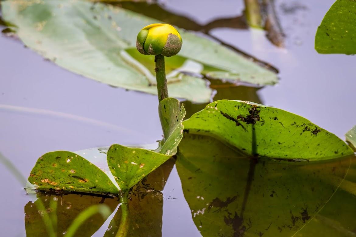 pond lily