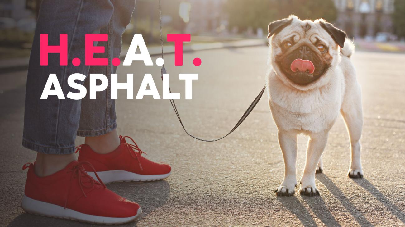 Bulldog on leash sticks out tongue while standing on street