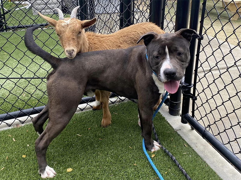 Dog and goat stand beside each other in a fenced area