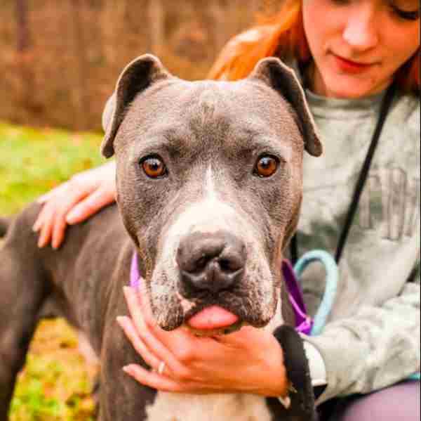 White and grey dog sticking his tongue out