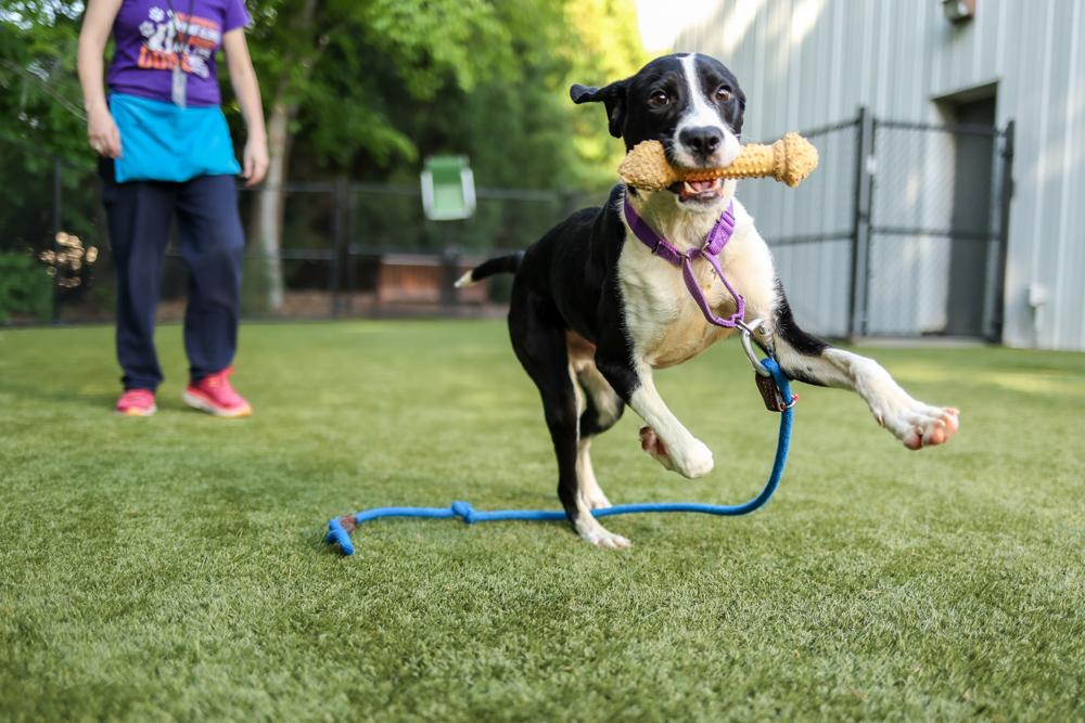 Dog running around play area with toy in mouth