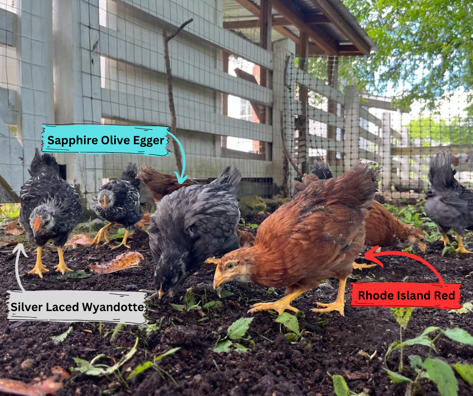 Group image of three different chicken breeds at Oak View