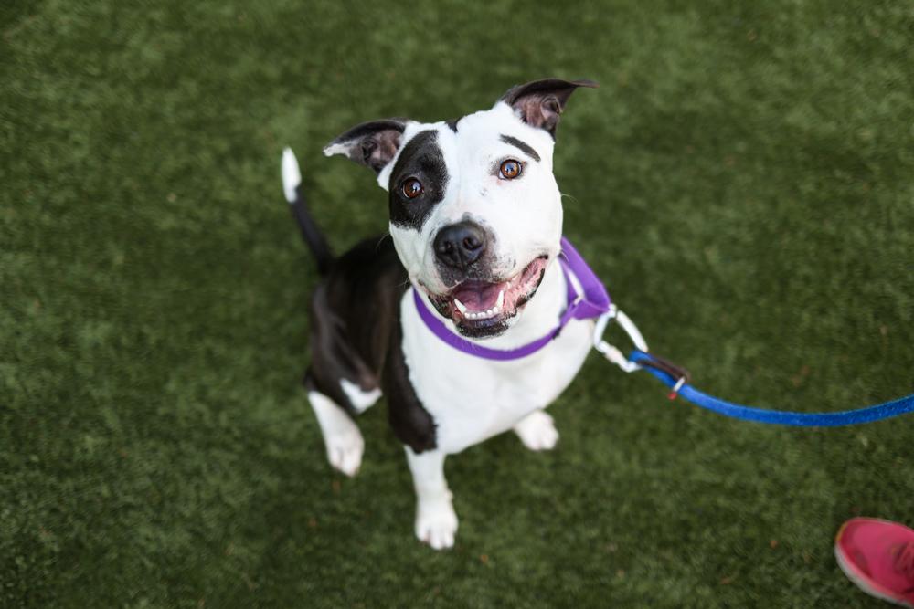 Dog from Animal Center looking up at camera 