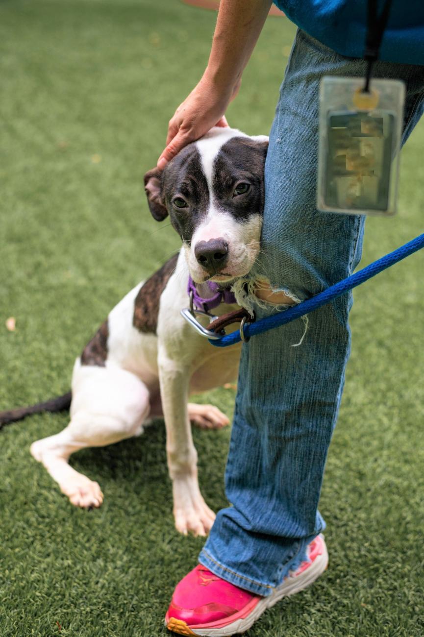 A white and black dog leans against a human looking into the camera 