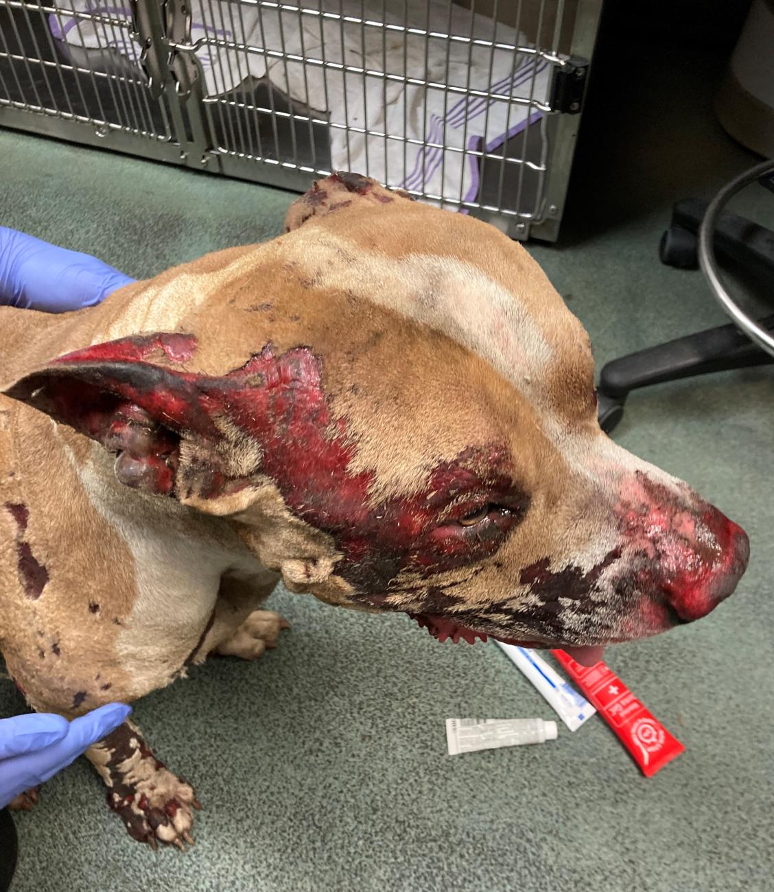 Pit Bull Dog with red burns on his face