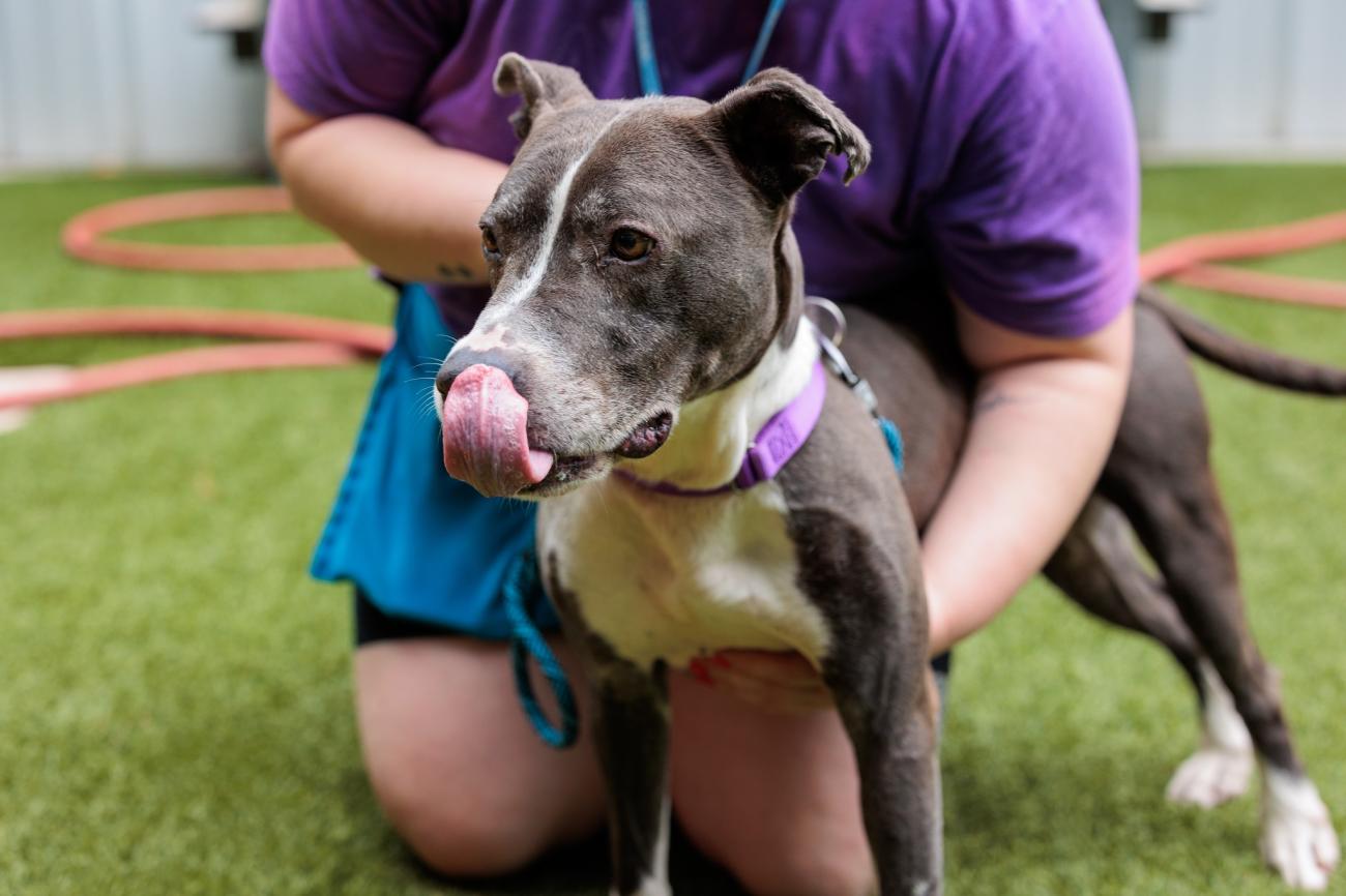 Pit Bull with Tongue Out in Play Area 