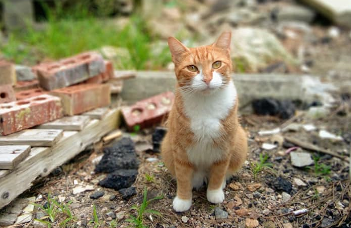 cat at street