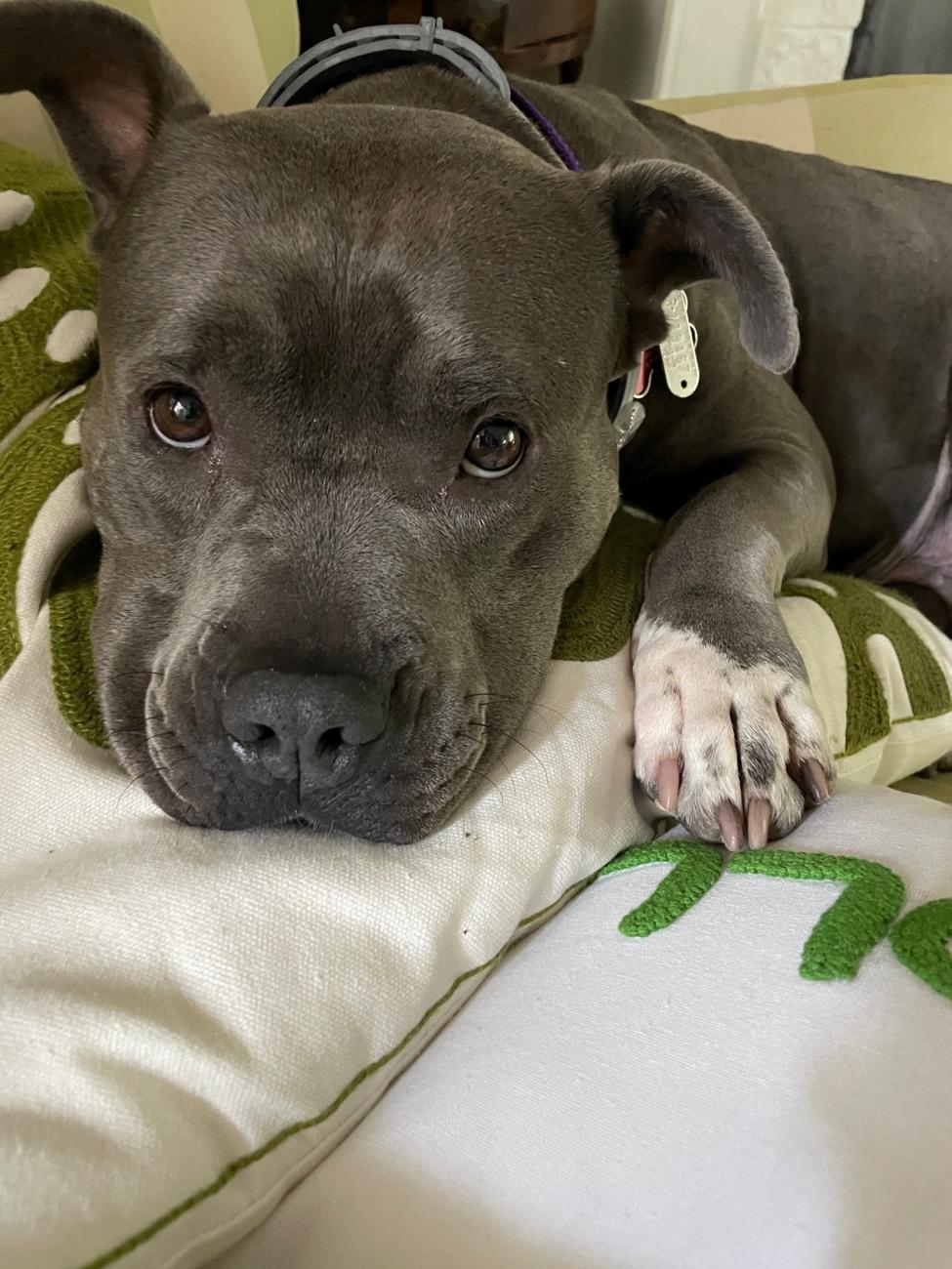 Resting its head on a blanket, dog looks up at camera