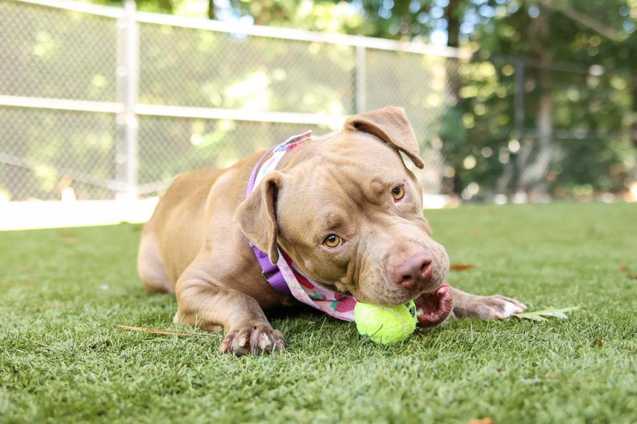 Dog chews on tennis ball