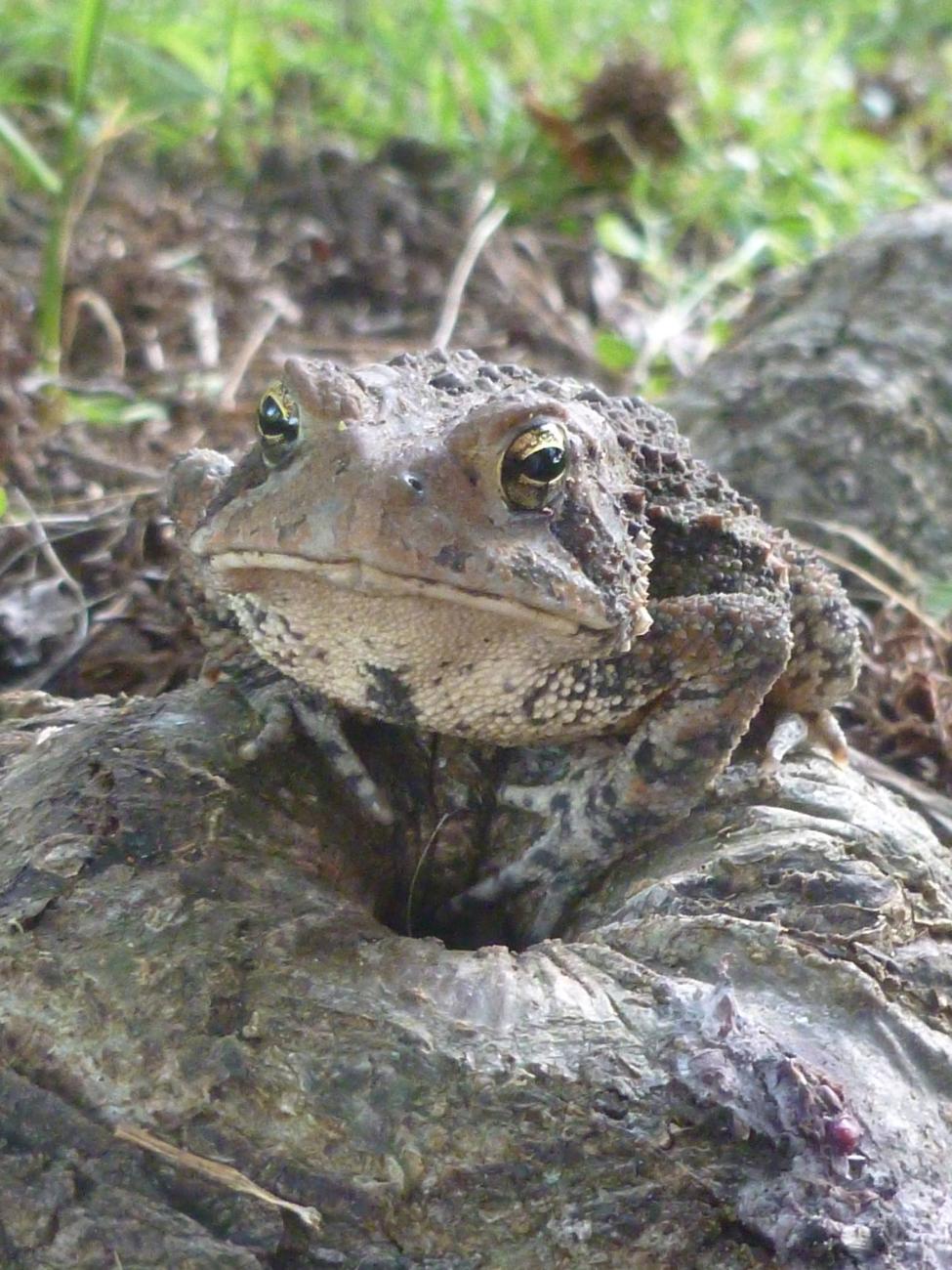 A toad is pictured on the ground in a natural setting.