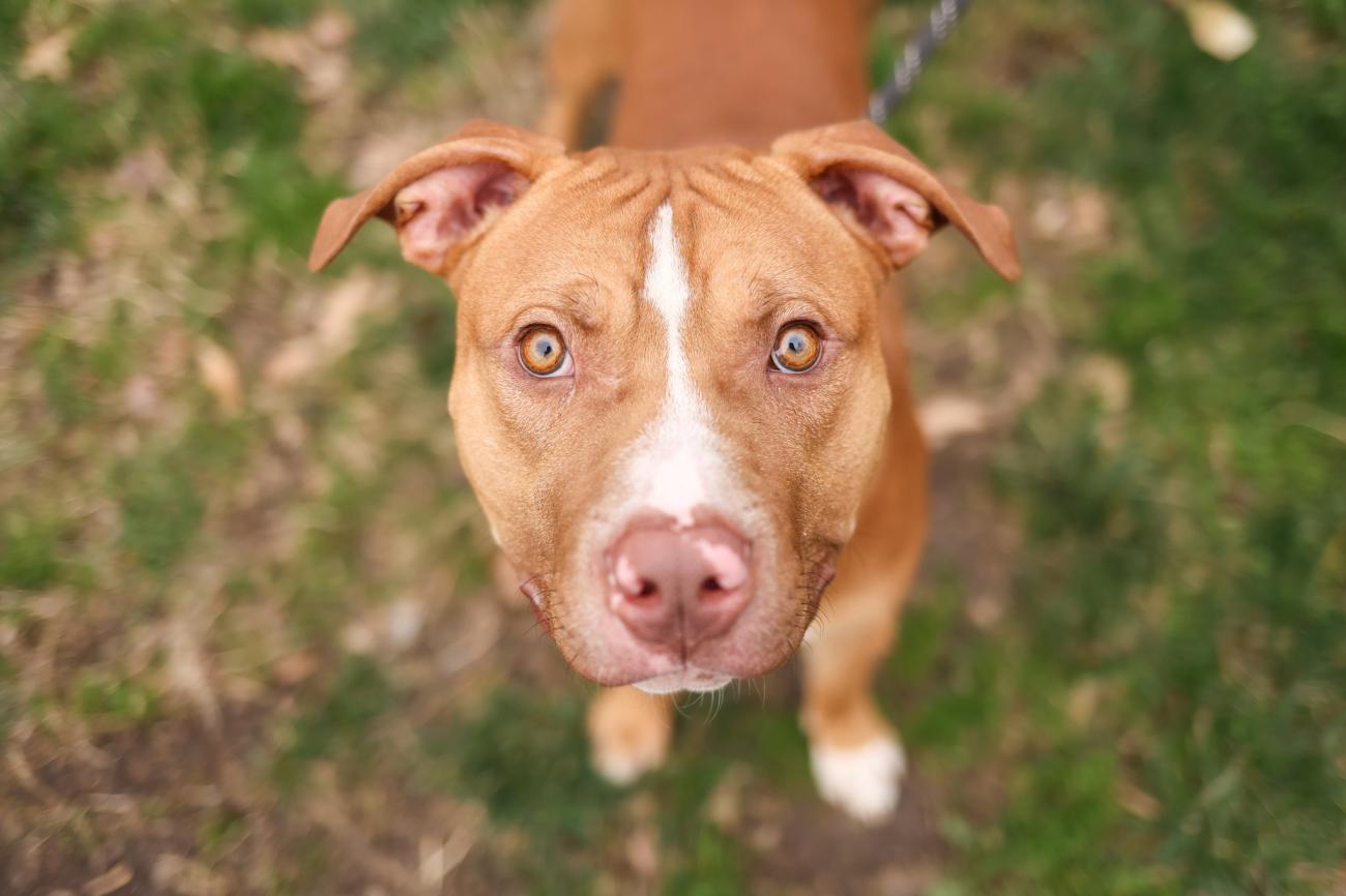 dog at the animal shelter