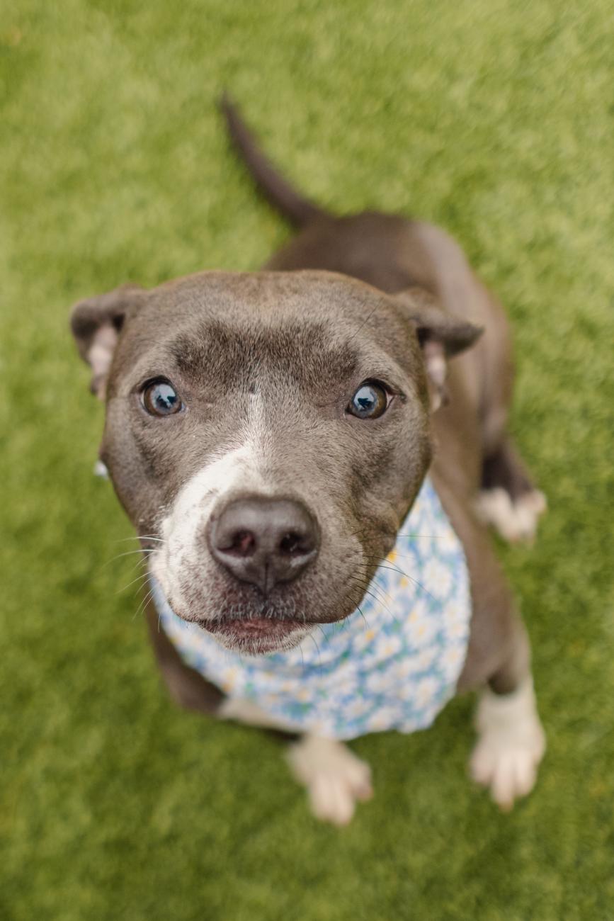 Dog wearing scarf looks up at camera