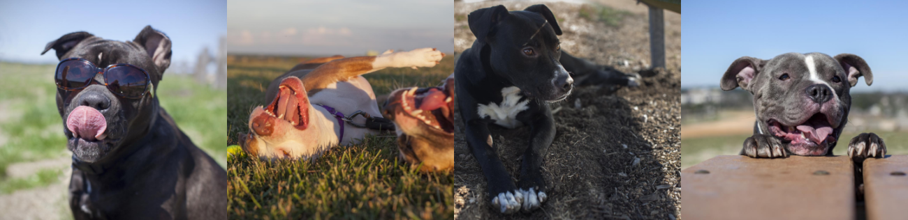 Collage of Dogs