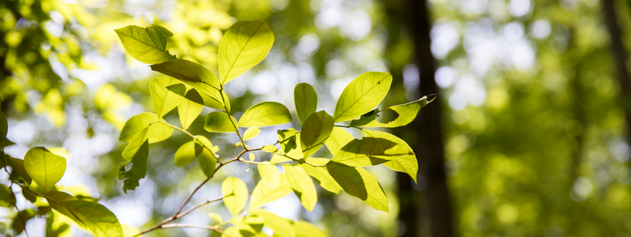 Trees at Robertson Millpond Preserve