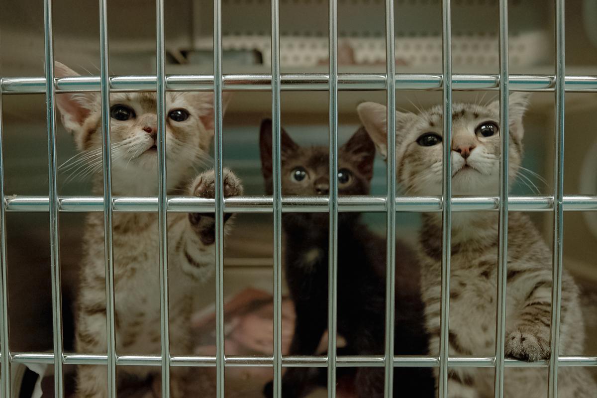 kittens look out from a cage