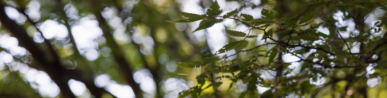 Tree Canopy