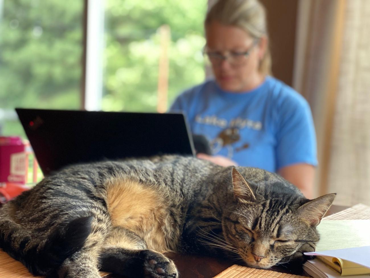 cat sleeps on desk while woman types in background