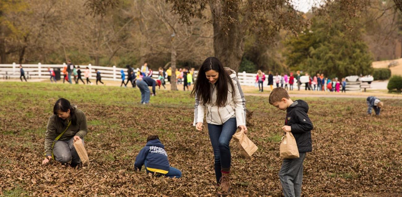 People pick pecans at Oak View