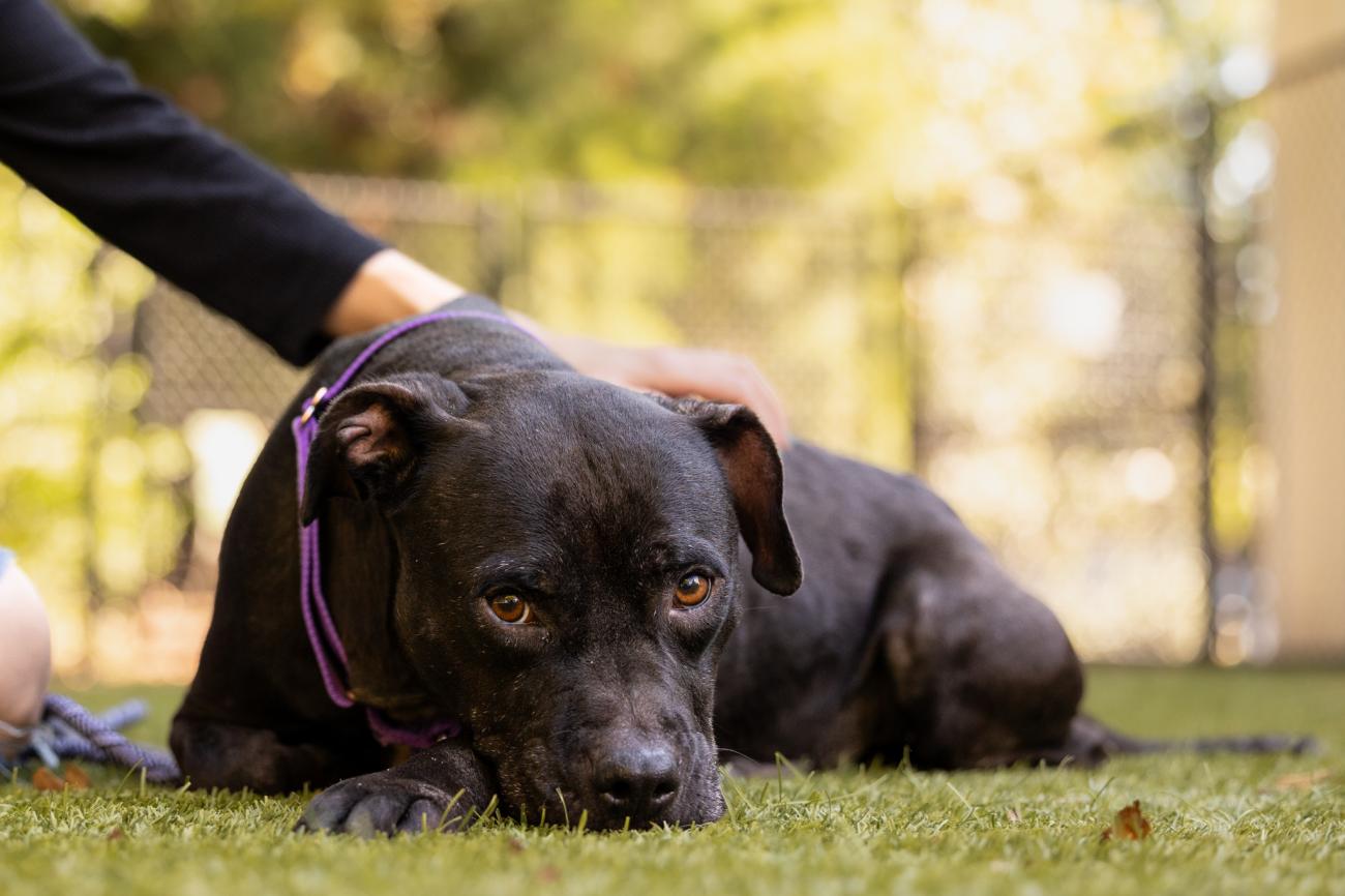 dog lying on ground looks up