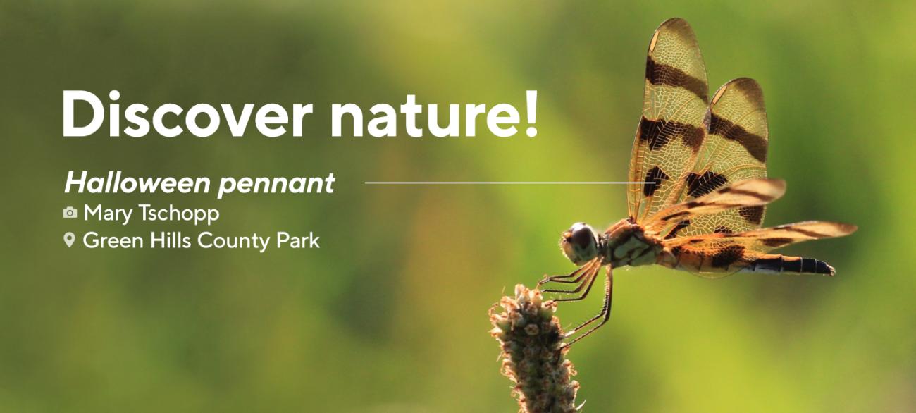 Discover Nature! Halloween pennant • Mary Tschopp • Green Hills County