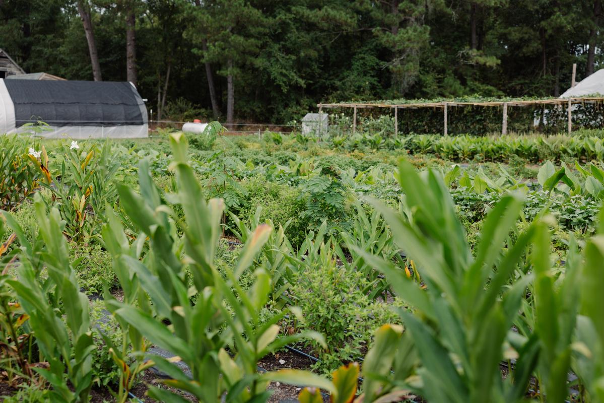 plants in a field