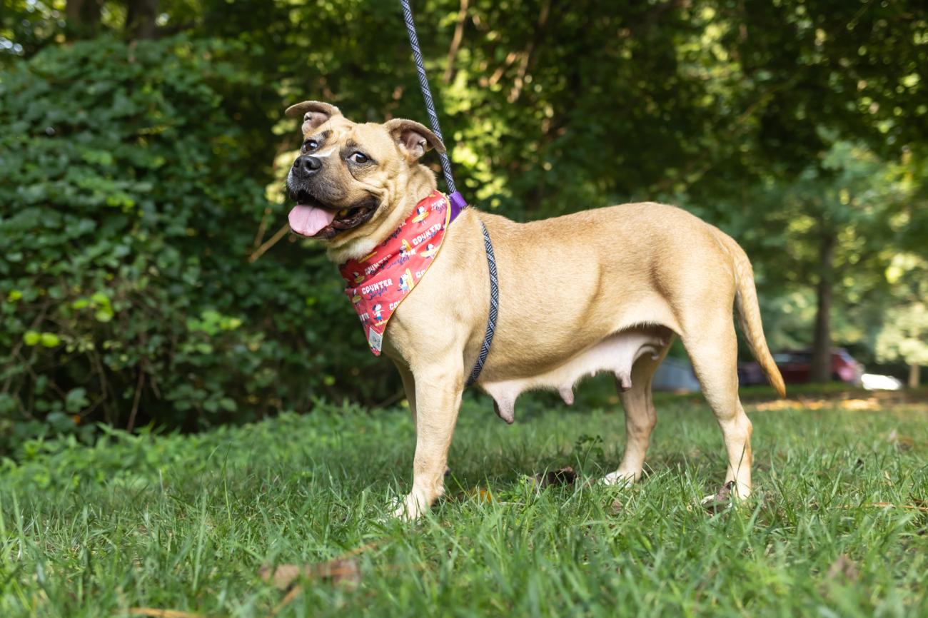 dog on leash with bandana stands in grass