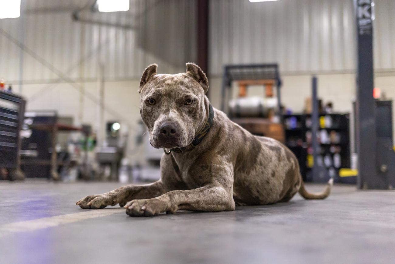 dog lies in auto repair shop