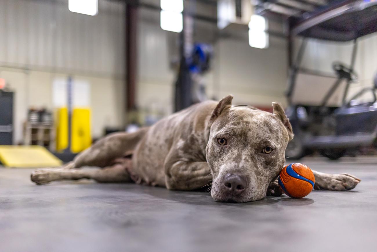 dog with ball lies with chin on paws in auto repair shop