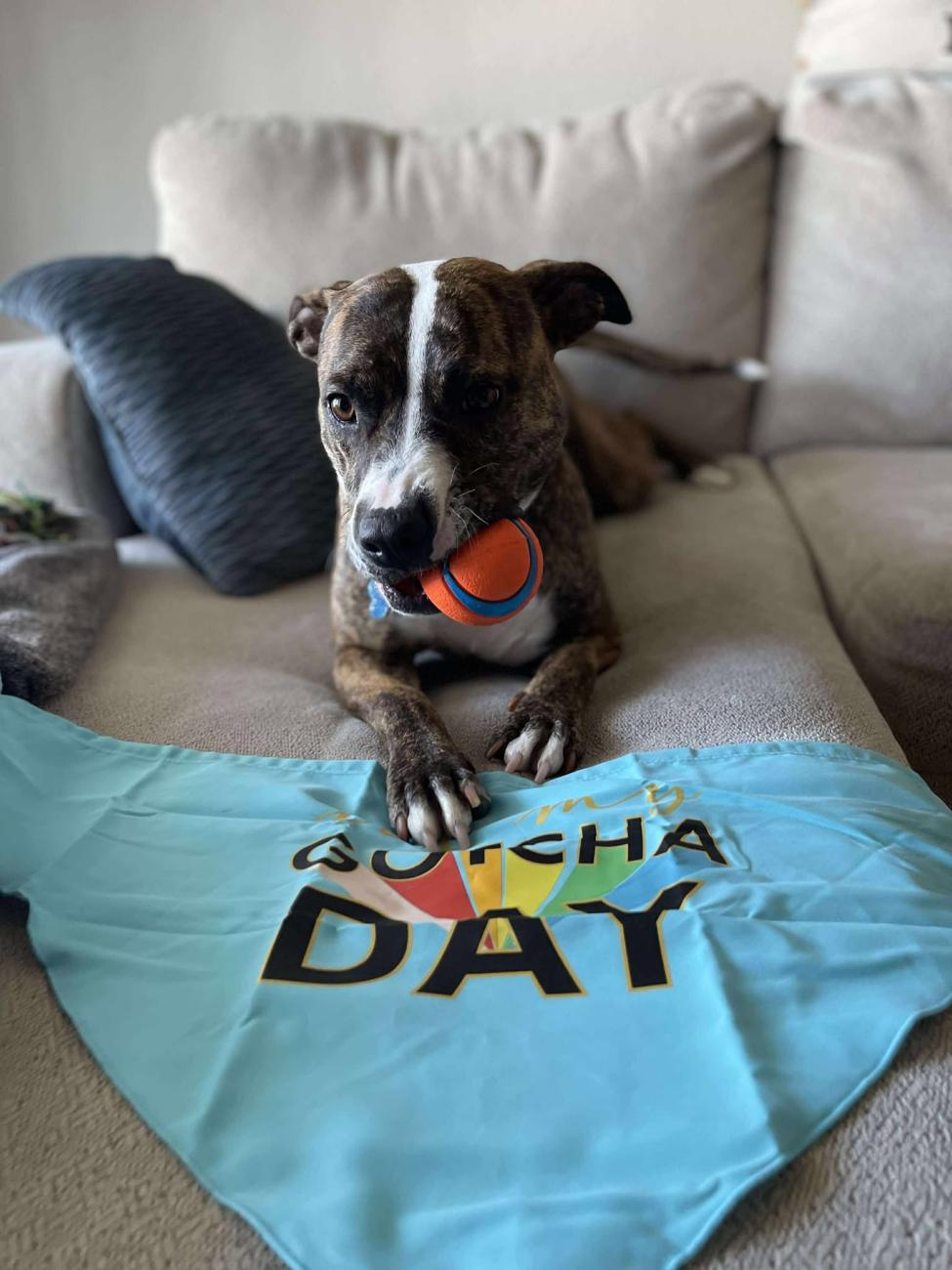 dog with ball in mouth lies on couch
