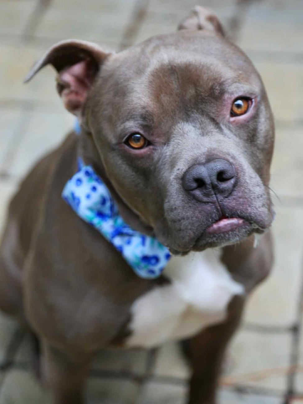 dog wearing bandana tilts its head