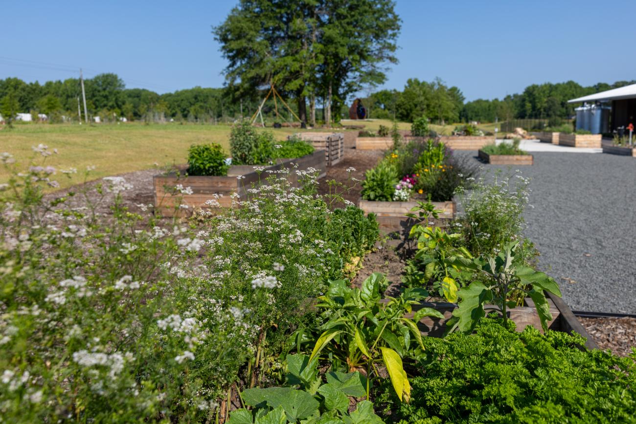 Plants in Demonstration Garden