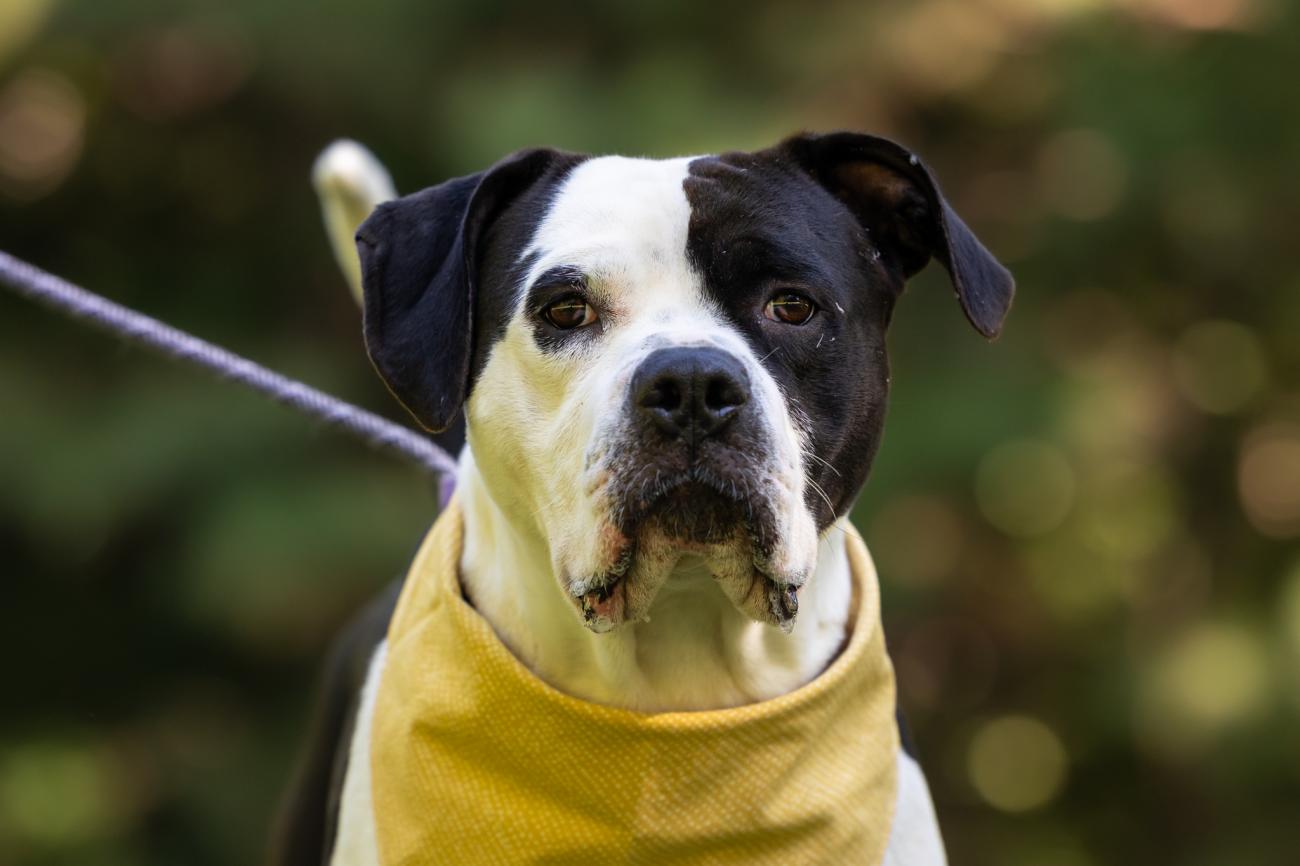 dog looks into camera