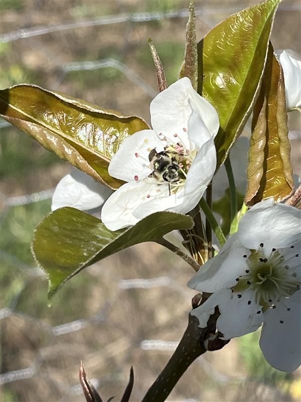 Plant in Food Forest