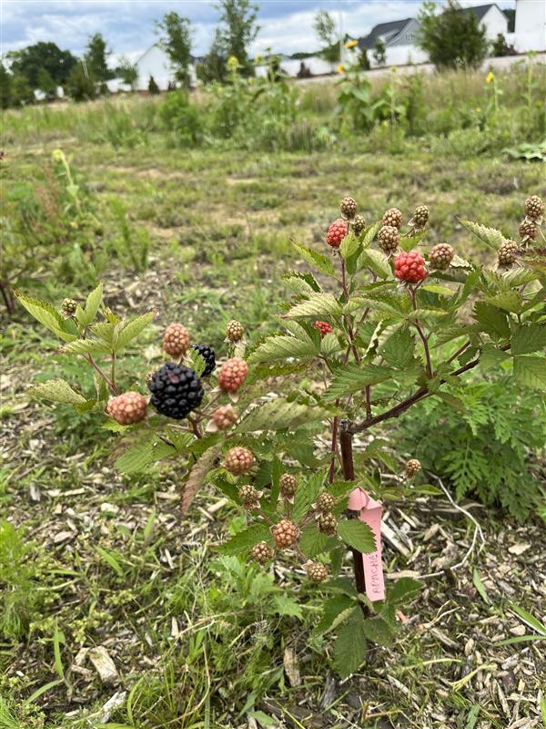 Blackberry Vine