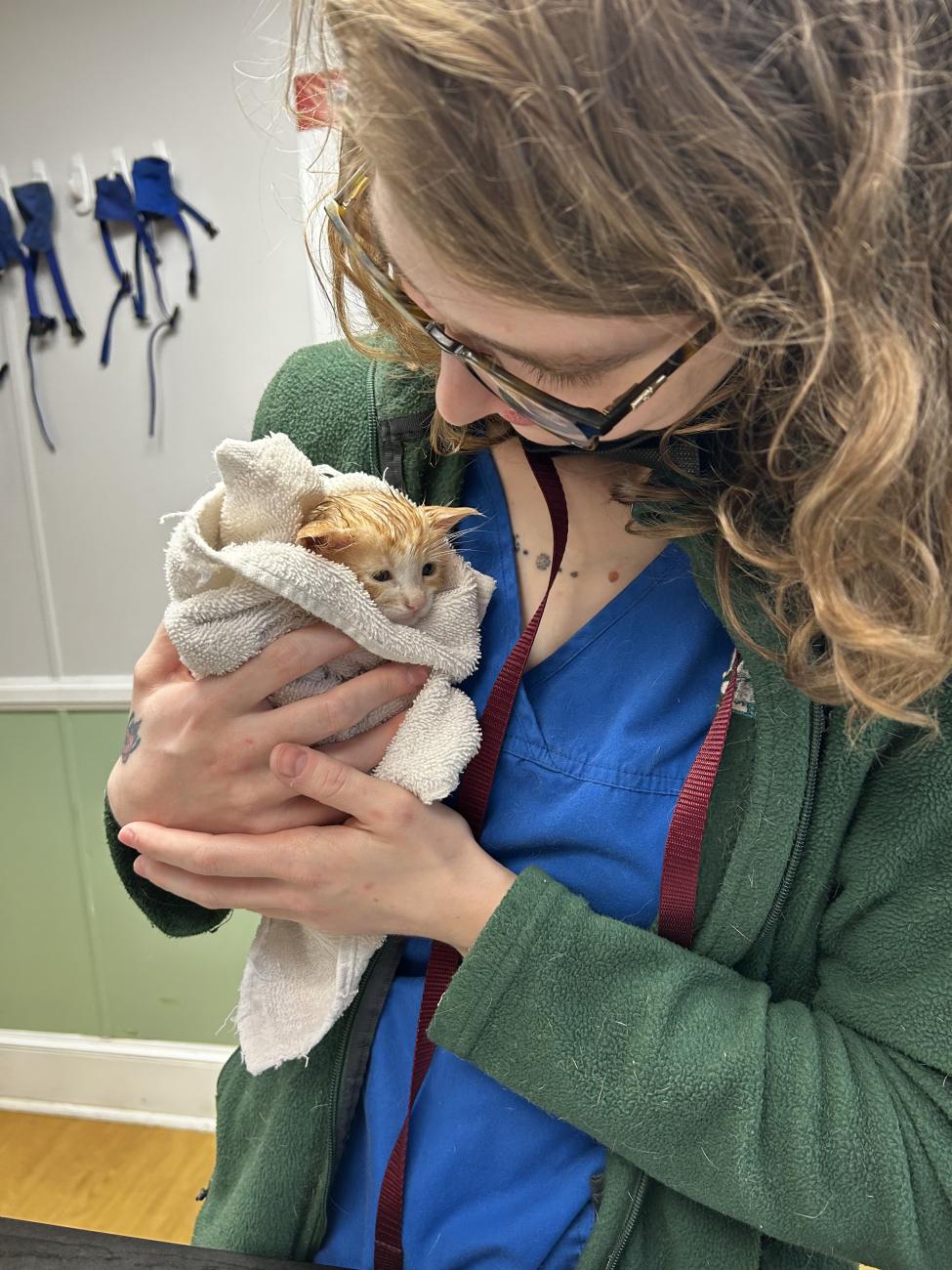 Person wearing glasses, a green fleece jacket, and blue scrubs gently holds a small orange kitten wrapped in a white towel. The person looks down at the kitten affectionately in a veterinary clinic.