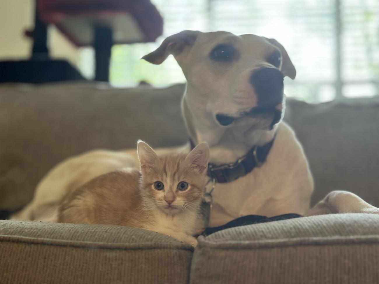 cat and dog lying on a couch