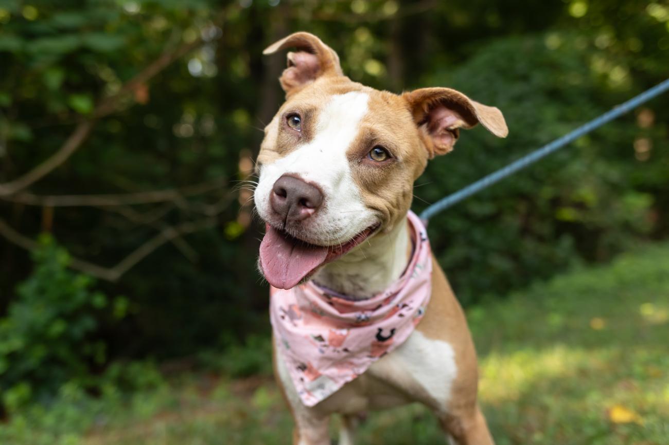 Smiling tan and white dog wearing a pink patterned bandana, standing on grass with trees in the background. The dog’s head is tilted slightly, and its tongue is out.