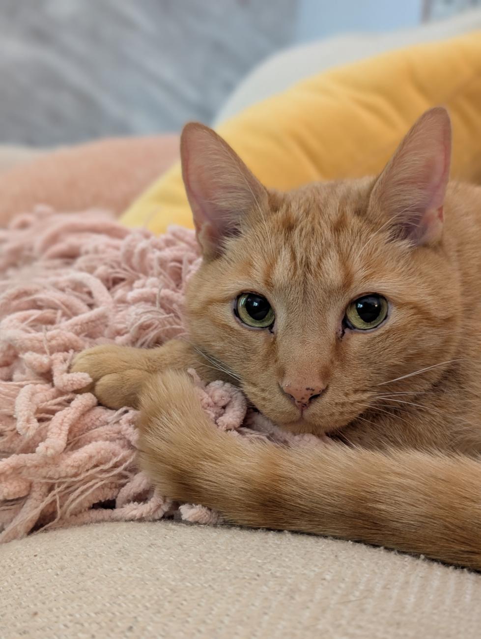 Close-up portrait of Cheese, an orange tabby cat, lying on a pink blanket with curious eyes looking at the camera.
