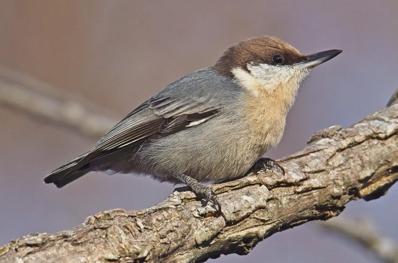 Small, brown-headed nuthatch on branch