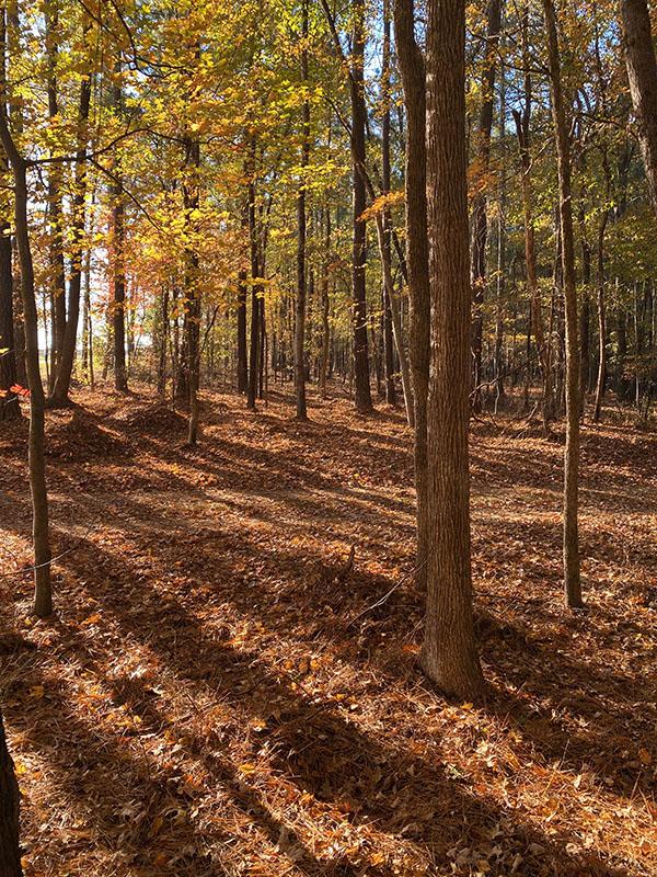 A sunlit forest with tall trees, autumn leaves on the ground and long shadows cast across the forest floor.