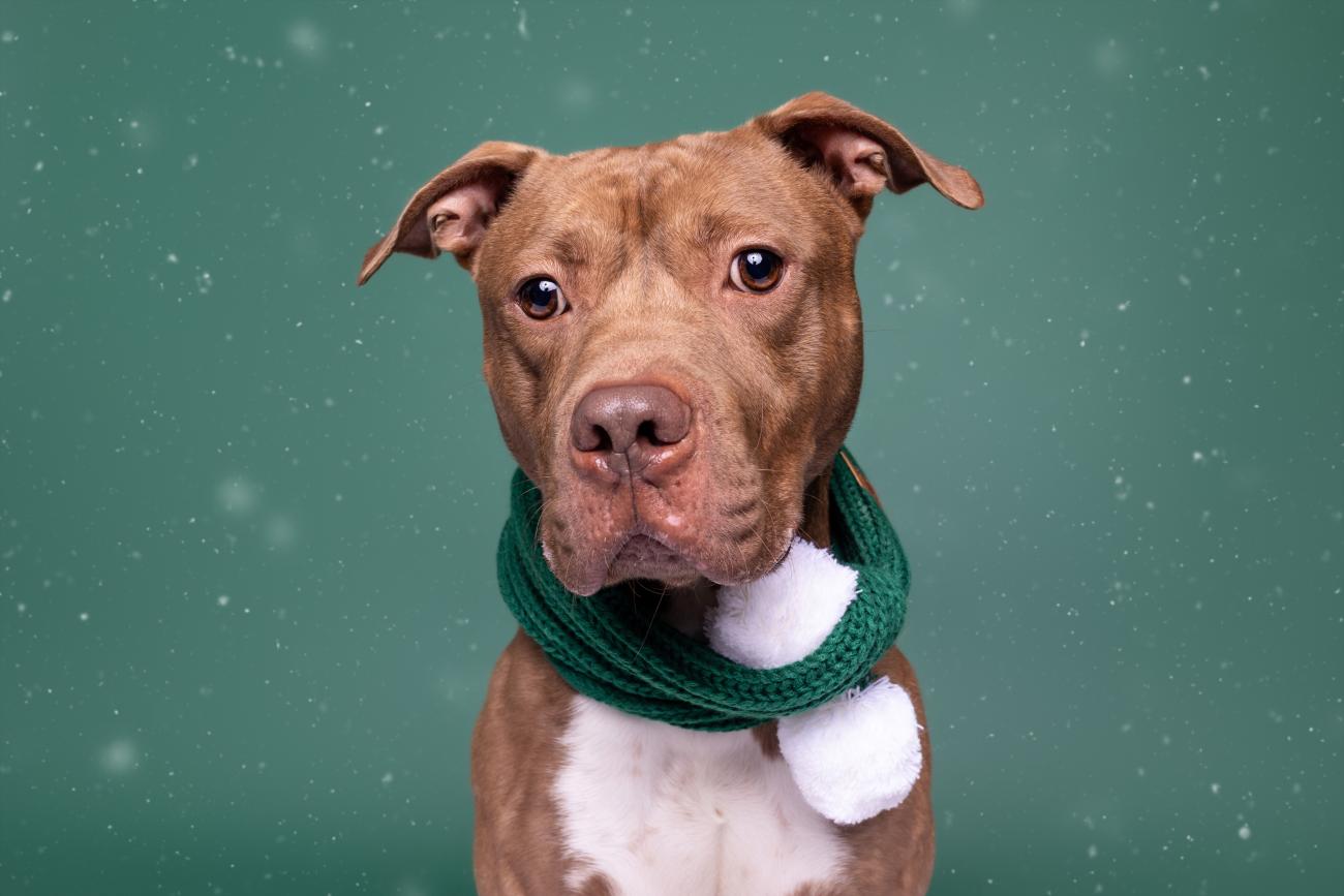 Brown pit bull mix wearing a green knitted scarf with white pom-poms, sitting against a teal background with falling snow.