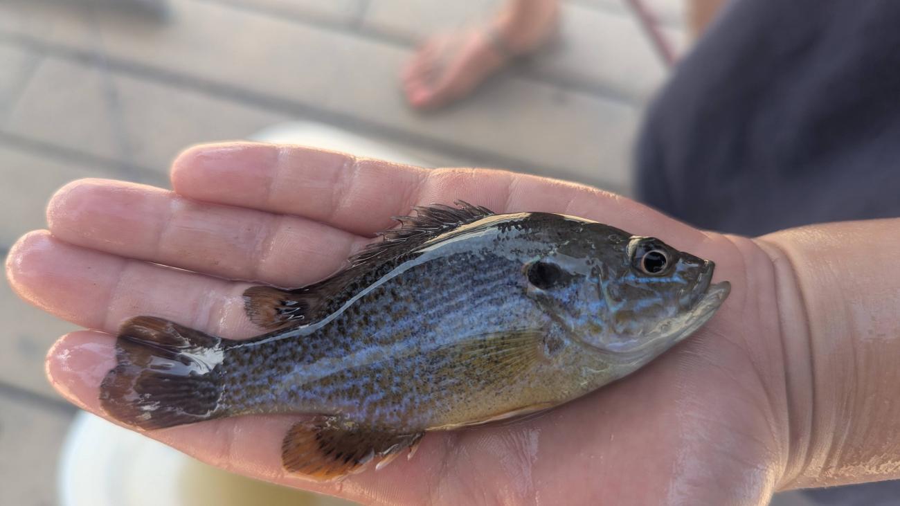 Hand holding small freshwater fish