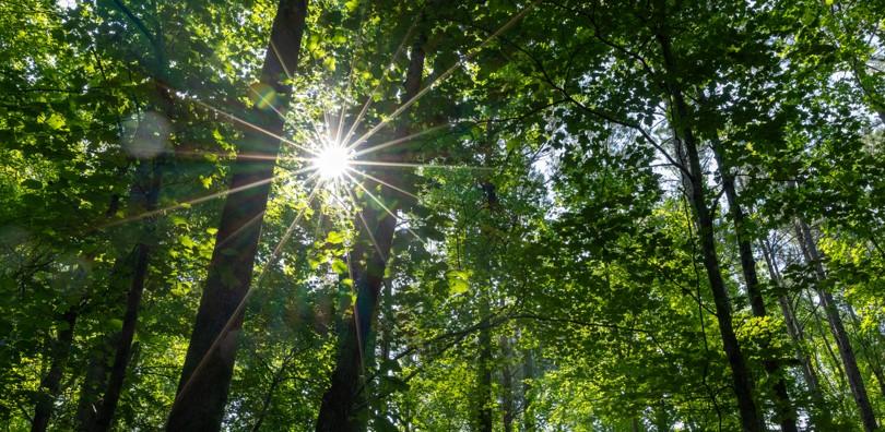 sun shining through trees