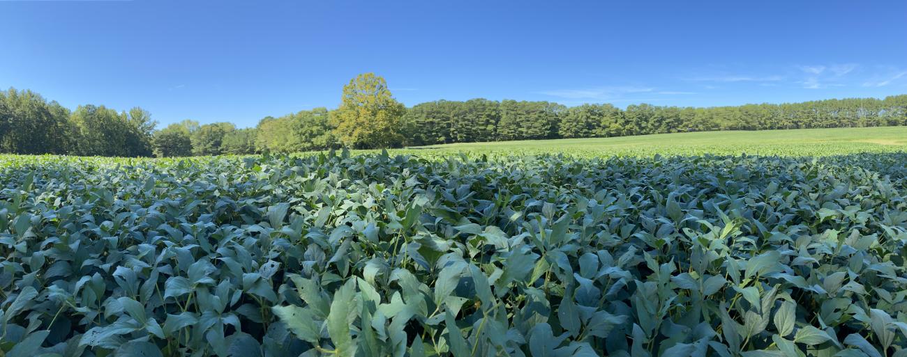 Farm field and tree line under a clear blue sky