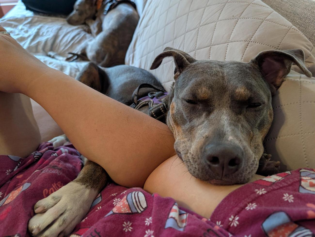 A close-up of a dog resting its head on a person’s arm while relaxing on a couch.