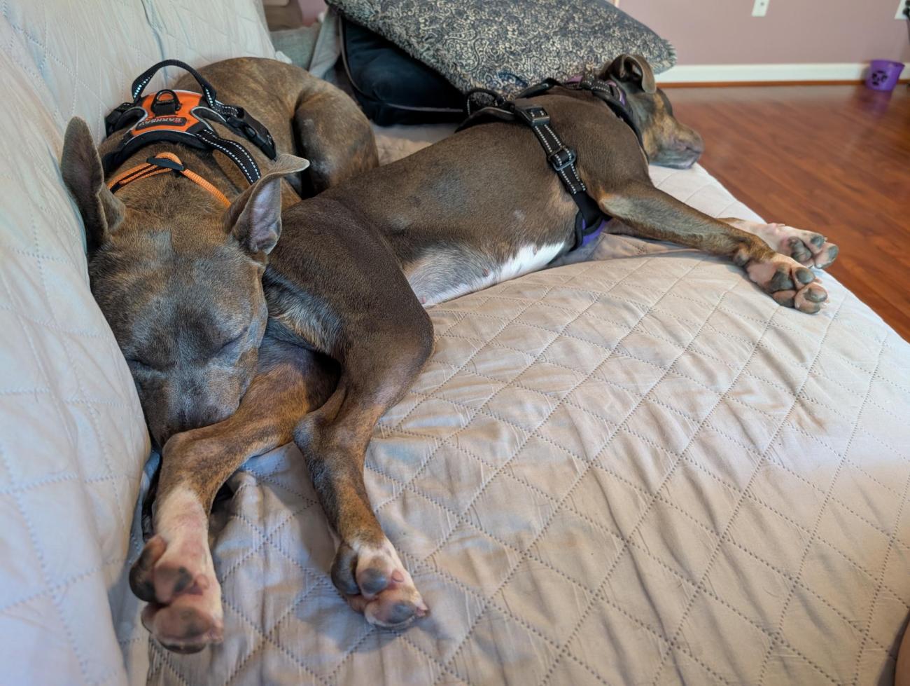 Two dogs sleep stretched out on a couch, one with paws extended.