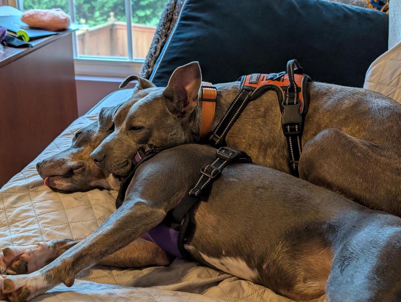 Two adopted dogs, Peanut and Purl, cuddled together on a couch.