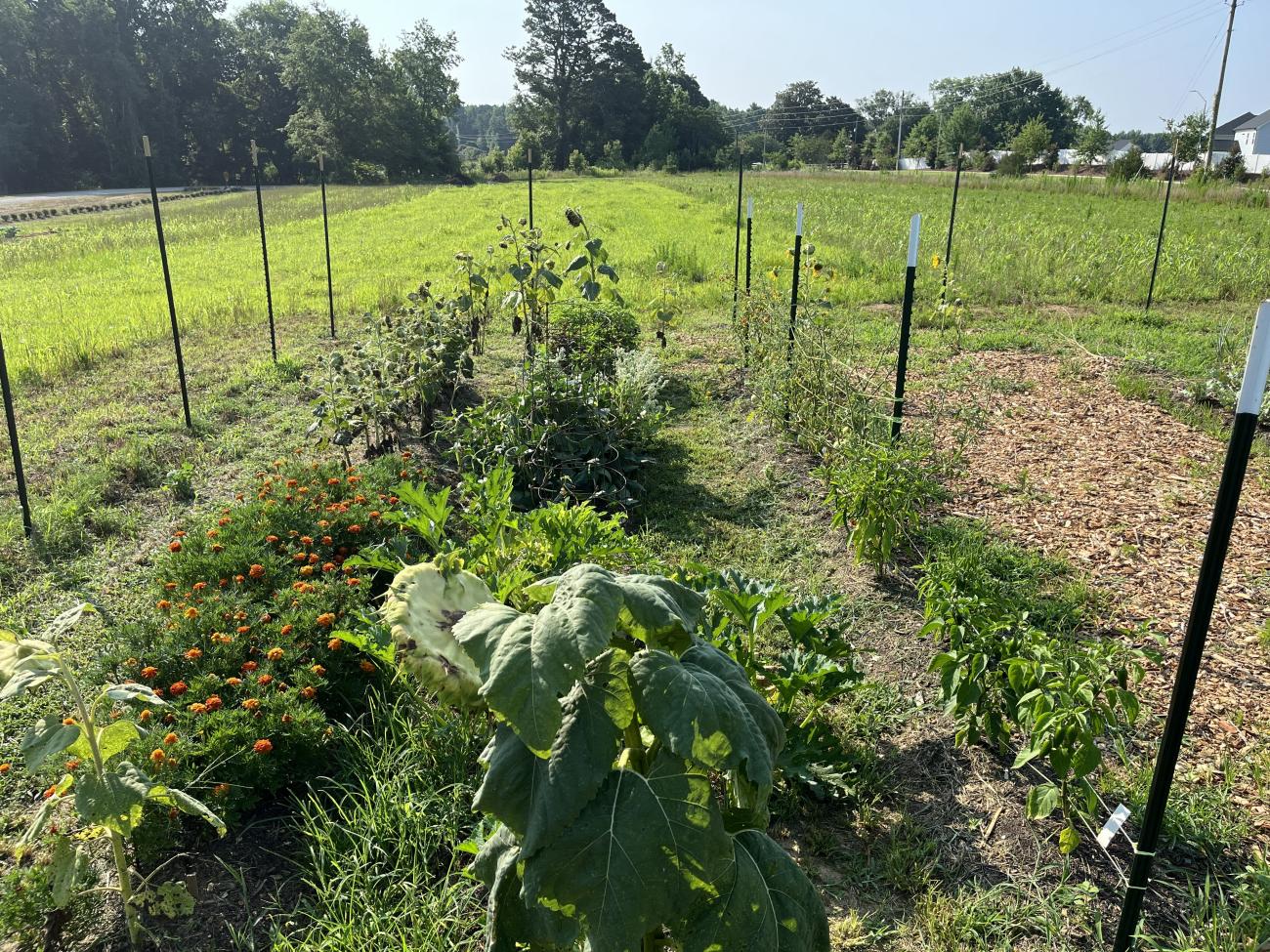 Historical Plot in Agriculture Field at Beech Bluff