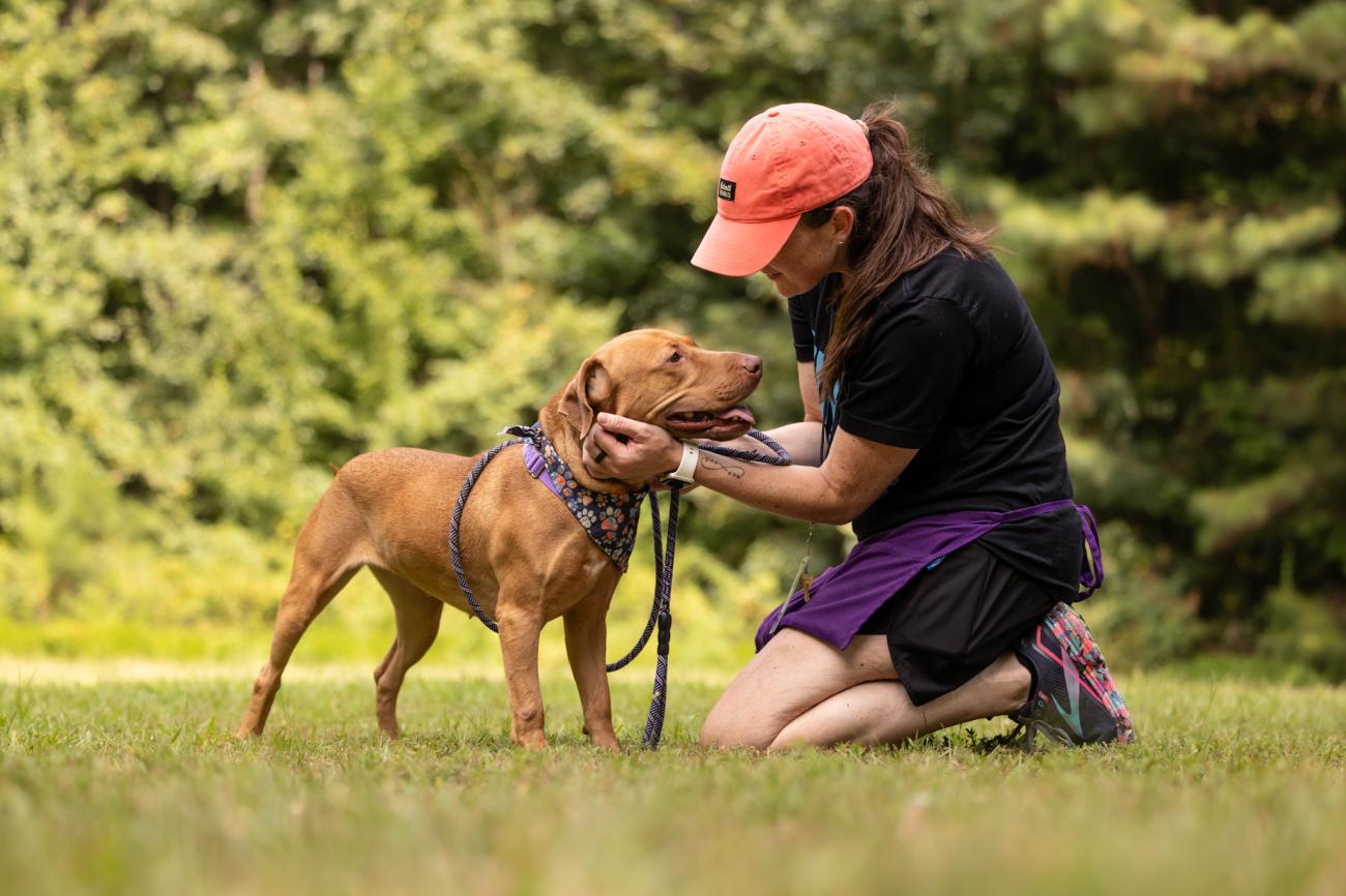Person kneels on grass, gently holding a brown dog wearing a bandana on a leash.